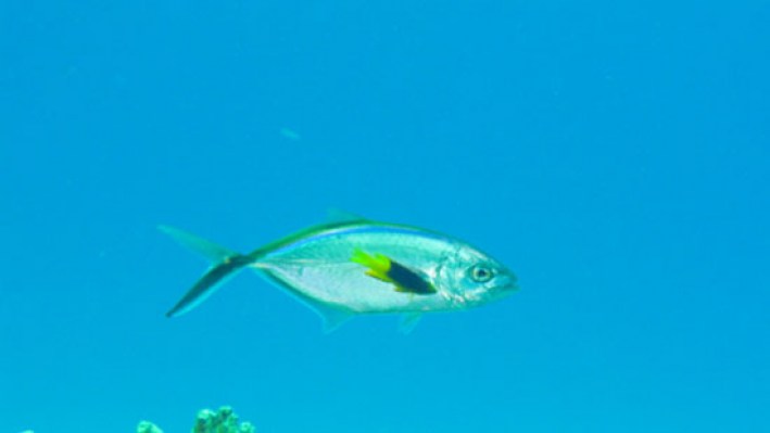 fishesSilvery (6)_229